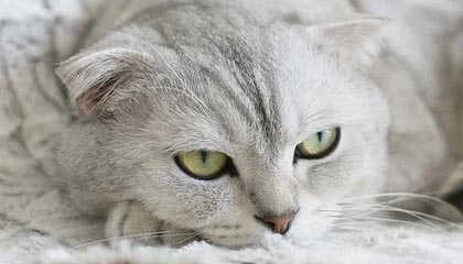 B体育亚洲官方网站-法甲焦点：裁判判罚引发争议，裁判最新规则